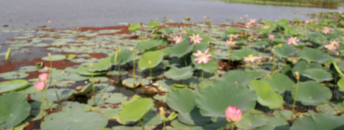 anzali wetland