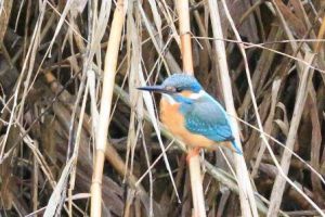 Winter Birds Covers to Selkeh Wildlife Refuge - anzali wetland